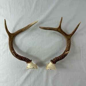 2 Antlers Whitetail Deer Sheds Hunting 4 Point And 3 Point Decor Rustic Country
